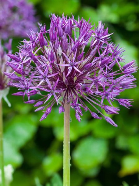 Allium Purple Rain.jpg